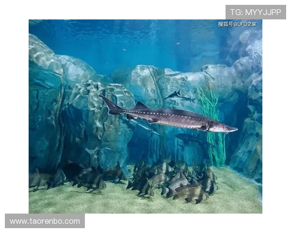 掌握博鱼官网登录入口的全部技巧让您的游戏体验更加顺畅